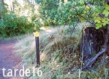 黄色い鳥をさがす