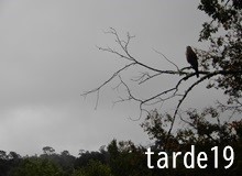 鳥にビビらない