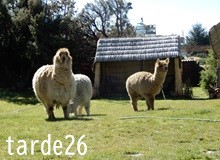 きみたちの違い