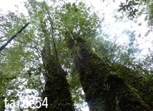 またを重ねてまた失う